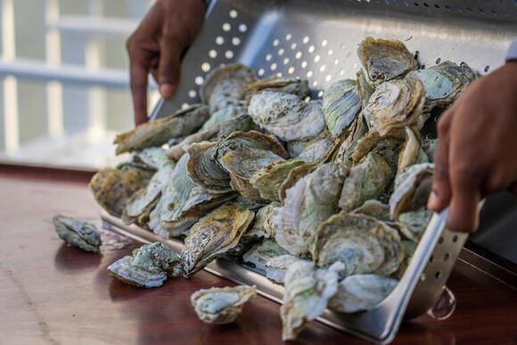 Coquilles d'huitre Cool Roof